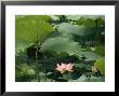 Blooming Lotus Water Lily Flower by Raymond Gehman Limited Edition Pricing Art Print