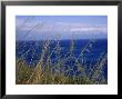 View Of The Sea Through Grasses Atop A Hill by Marcia Kebbon Limited Edition Pricing Art Print