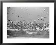 Birds Flying Over The Waters Of Lake Michigan In Indiana Dunes State Park by Michael Rougier Limited Edition Print