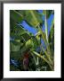 Bananas On Banana Plant, Barreirinhas, Lencois Maranhenses, Brazil, South America by Marco Simoni Limited Edition Print