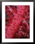 Close-Up Of Soft Coral, Off Sharm El-Sheikh, Sinai, Red Sea, Egypt, North Africa, Africa by Upperhall Ltd Limited Edition Print