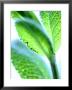 Sage Leaves by Dorota & Bogdan Bialy Limited Edition Print