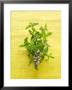 Flowering Mint Sprig by Anthony Lanneretonne Limited Edition Print