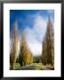 Autumn Colour And Wanganui, Raetihi Road, Near Wanganui, North Island, New Zealand by David Wall Limited Edition Print