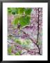 Spring Blossoms, Positano, Amalfi Coast, Campania, Italy by Walter Bibikow Limited Edition Pricing Art Print