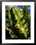 Candelabra Cactus, La Paz, Baja California Sur, Mexico by John Elk Iii Limited Edition Pricing Art Print