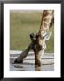 Southern Giraffe Drinking, Etosha National Park, Kunene, Namibia by Ariadne Van Zandbergen Limited Edition Print