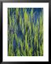 Close View Of Water Grasses Growing In Erie National Wildlife Refuge by Skip Brown Limited Edition Print