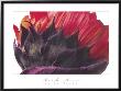 Red Sunflower by Brian Twede Limited Edition Print