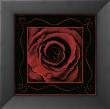 Romatic Blooming Red Rose by Jane Nassano Limited Edition Print