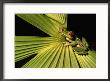 Red-Eyed Tree Frog In Costa Rica by Roy Toft Limited Edition Print