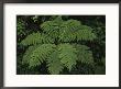 Close View Of A Fern In A Rain Forest, Costa Rica by Michael Melford Limited Edition Pricing Art Print