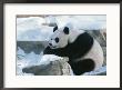 A Panda In The Snow At The National Zoo In Washington, Dc. by Taylor S. Kennedy Limited Edition Print