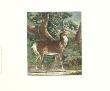 Deer In The Wild I by Johann Elias Ridinger Limited Edition Print