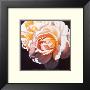 White Rose by Jennifer Harmes Limited Edition Pricing Art Print