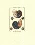 Shells Vi by Daniel Diderot Limited Edition Print