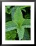 Mentha Spicata Var Crispa Moroccan (Curly Mint), Herb by Mark Bolton Limited Edition Print
