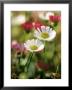 Erigeron Karvinskianus, Close-Up Of White/Red Flower Heads by Lynn Keddie Limited Edition Print