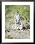 South African Ground Squirrel, Male In Breeding Condition, Central Kalahari Game Reserve, Botswana by Mike Powles Limited Edition Print