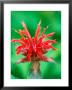 Monarda Cambridge Scarlet (Bee Balm), Close-Up Of Red Flower by Lynn Keddie Limited Edition Print