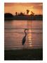 A Great Blue Heron In Silhouette At Sunset by Bill Curtsinger Limited Edition Print