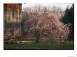A Japanese Weeping Cherry Tree Blooms Beside An Old Barn by George F. Mobley Limited Edition Print
