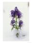Blue Monkshood Flowers In Ice, Berchtesgaden National Park, Germany by Norbert Rosing Limited Edition Print