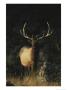 Portrait Of A Bull Elk With Large Antlers by Michael S. Quinton Limited Edition Print