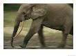 Panned View Of An Adult Forest Elephant Walking by Michael Fay Limited Edition Print