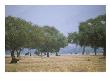 Ana Trees With Browsing Elephants by Beverly Joubert Limited Edition Print