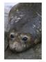 A Close View Of A Young Elephant Seal by Gordon Wiltsie Limited Edition Pricing Art Print