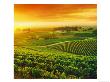 Vineyard, Hunter Valley, Australia by Peter Walton Limited Edition Pricing Art Print