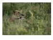 Profile Portrait Of An African Lioness In A Grassy Landscape by Roy Toft Limited Edition Print