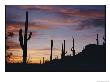 Saguaro Cacti Are Silhouetted Against The Sky by George F. Mobley Limited Edition Print