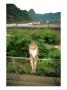 Monkey On A Fence At Baiyu Cavern by Raymond Gehman Limited Edition Print