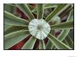 A Close-Up Of A Raindrop In The Center Of A Lupine Leaf by George F. Mobley Limited Edition Pricing Art Print