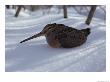 A Woodcock Sits In The Snow by Bill Curtsinger Limited Edition Pricing Art Print