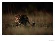 An African Cheetah Prowls Through The Tall Grass by Chris Johns Limited Edition Print