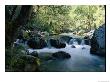 Woodland View Of A Small Creek Flowing Over Boulders by Marc Moritsch Limited Edition Print