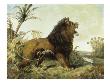 A Lion In A Jungle Landscape by William W. Huggin Limited Edition Pricing Art Print