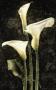 Callas Ii by John Seba Limited Edition Print