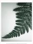 Fern Leaf Ii by Boyce Watt Limited Edition Pricing Art Print