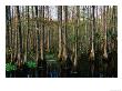 The Dense And Sub-Tropical Jungle Of Highland Hammock State Park, Highland Hammock State Park by Mark Newman Limited Edition Print