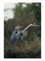 Pair Of Great Blue Herons Stand Beside Their Nest by Klaus Nigge Limited Edition Print