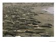 Elephant Seals Bask Along Californias Shoreline by Phil Schermeister Limited Edition Print