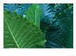 A Close View Of Tropical Leaves At A Hotel In Cozumel by Michael Melford Limited Edition Print