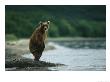 A Brown Bear Standing At Waters Edge With Tongue Sticking Out by Klaus Nigge Limited Edition Print