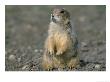 Close View Of A Prairie Dog by Annie Griffiths Belt Limited Edition Print