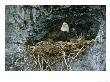 An American Bald Eagle Perches In Its Nest by Klaus Nigge Limited Edition Pricing Art Print