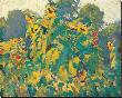 Sunflowers, Thornhill by J. E. H. Macdonald Limited Edition Print